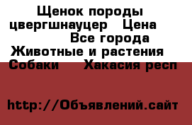 Щенок породы  цвергшнауцер › Цена ­ 30 000 - Все города Животные и растения » Собаки   . Хакасия респ.